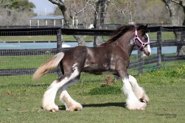Black Blagdon Gypsy Vanner Horse for Sale