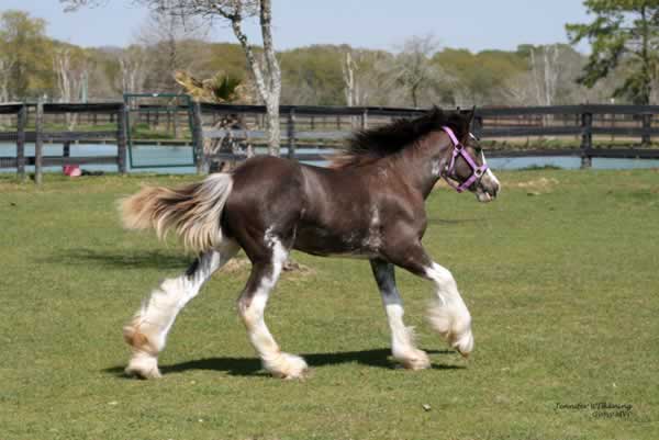 Black Blagdon Gypsy Vanner Horse for Sale