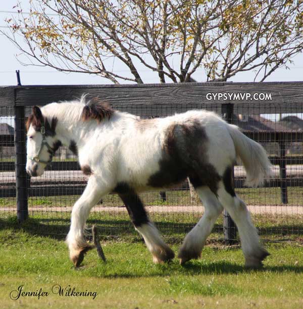 Gypsy Vanner Horses for Sale | Colt | Gray & White | Outlaw
