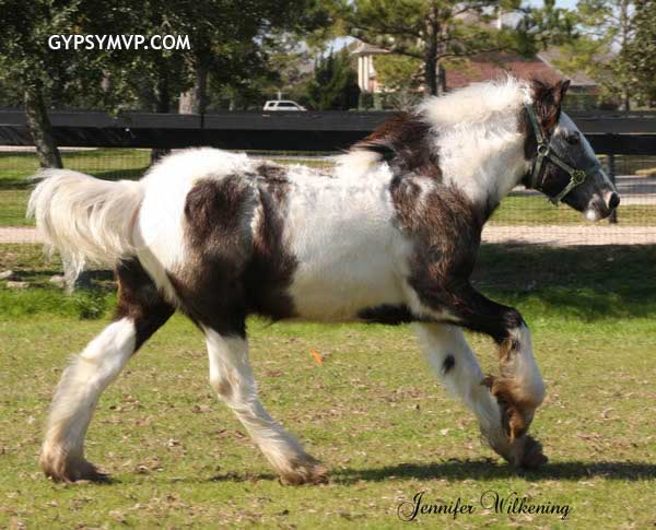 Gypsy Vanner Horses for Sale | Colt | Gray & White | Outlaw