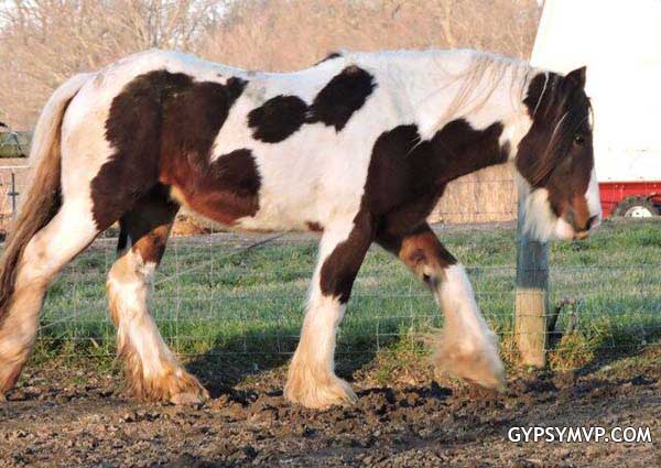 Gypsy Vanner caballos para la venta | semental | Bay y Negro | oso Paddington