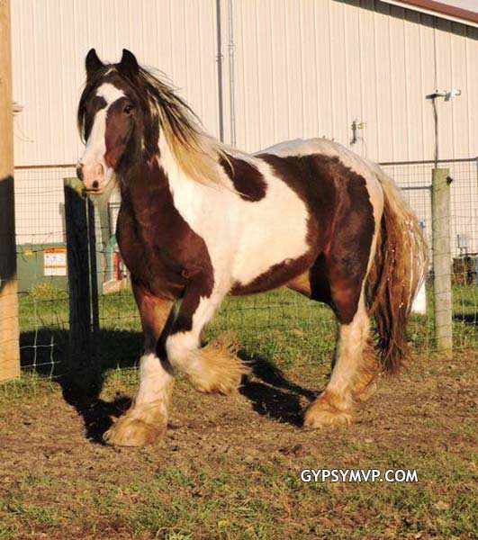 Gypsy Vanner caballos para la venta | semental | Bay y Negro | oso Paddington
