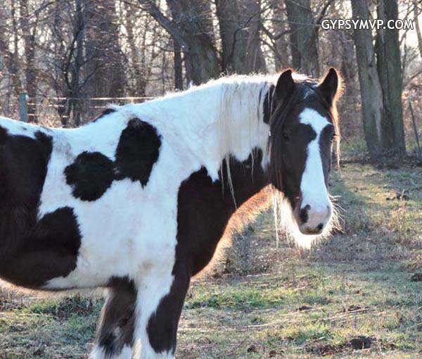 Gypsy Vanner caballos para la venta | semental | Bay y Negro | oso Paddington