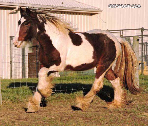 Gypsy Vanner caballos para la venta | semental | Bay y Negro | oso Paddington