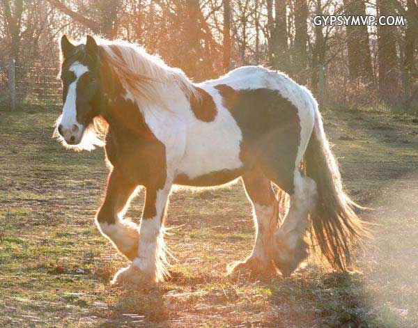 Gypsy Vanner caballos para la venta | semental | Bay y Negro | oso Paddington