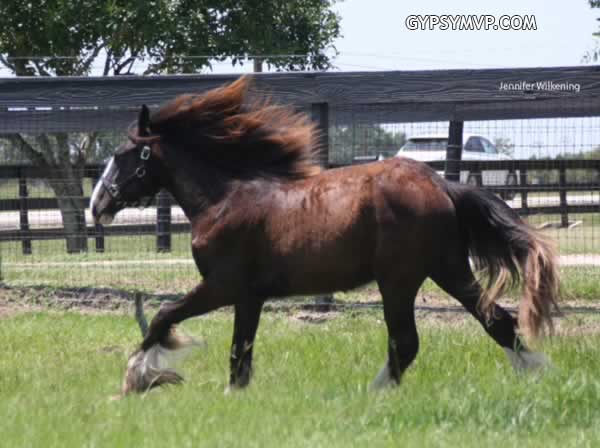 Gypsy Vanner Horses for Sale | Filly | Black | Pendora