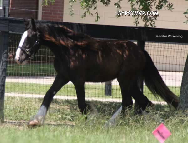 Gypsy Vanner Horses for Sale | Filly | Black | Pendora