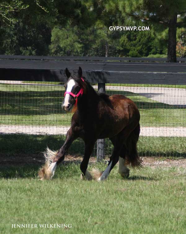 Gypsy Vanner Horses for Sale | Filly | Black | Pandora