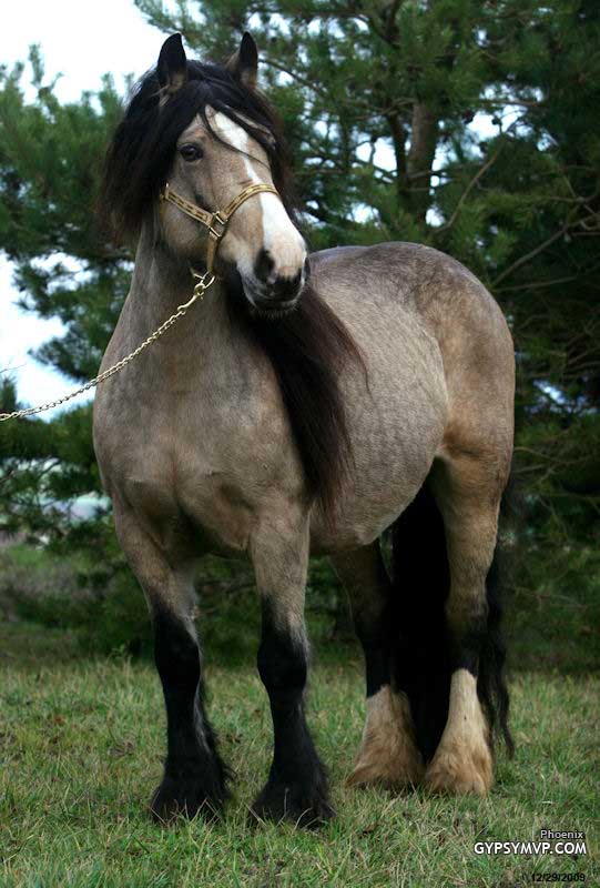 Gypsy Vanner Horse for Sale Mare Buckskin Phoenix