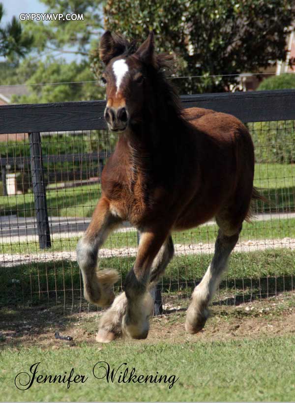 Gypsy Vanner Horses for Sale | Colt | Bay | Pirate