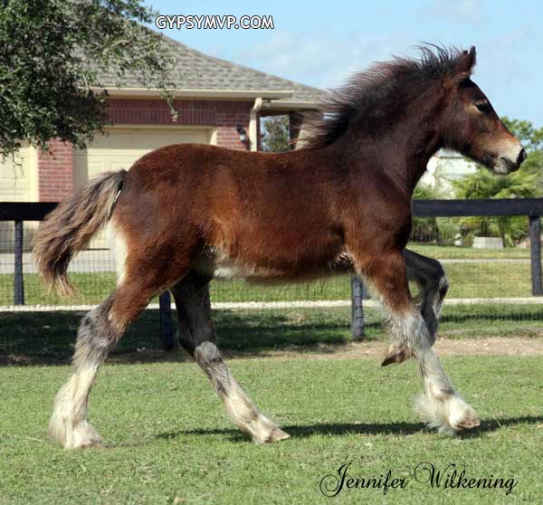 Gypsy Vanner Horses for Sale | Colt | Bay | Pirate