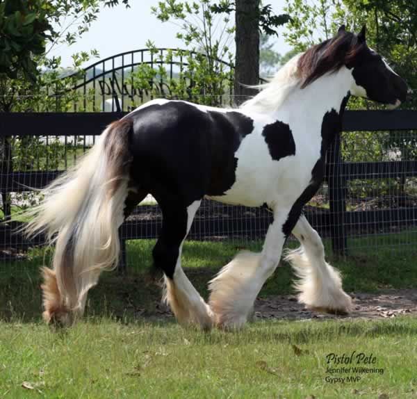 Gypsy Vanner Horse for Sale | Stallion | Piebald | Pistol Pete