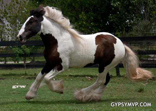 Gypsy Vanner Horse for Sale | Stallion | Piebald | Pistol Pete