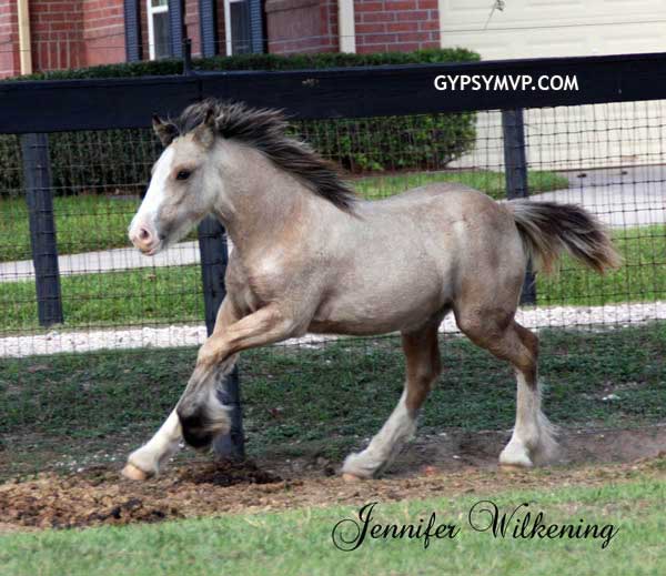 Gypsy Vanner Horses for Sale | Filly | Buckskin | Pixie