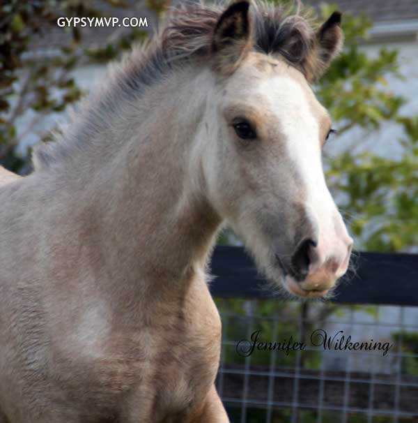 Gypsy Vanner Horses for Sale | Filly | Buckskin | Pixie