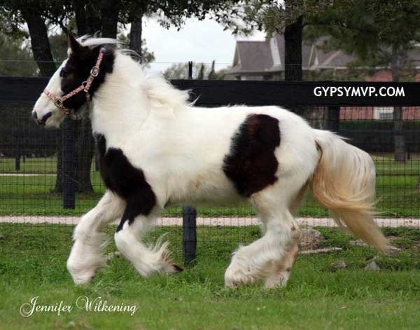 Gypsy Vanner Horses for Sale | Filly | Pocahauntas 