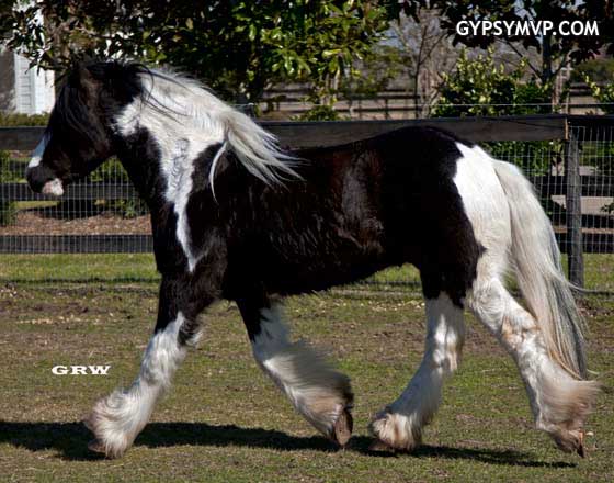 Gypsy Vanner Horses for Sale | Colt | Piebald | Poser