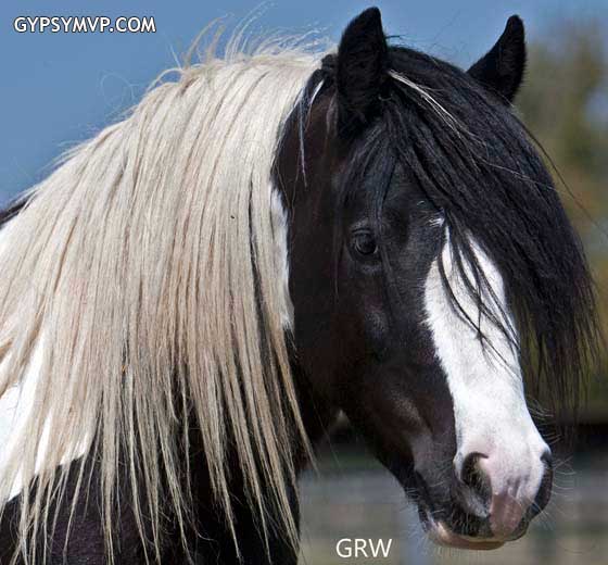 Gypsy Vanner Horses for Sale | Colt | Piebald | Poser