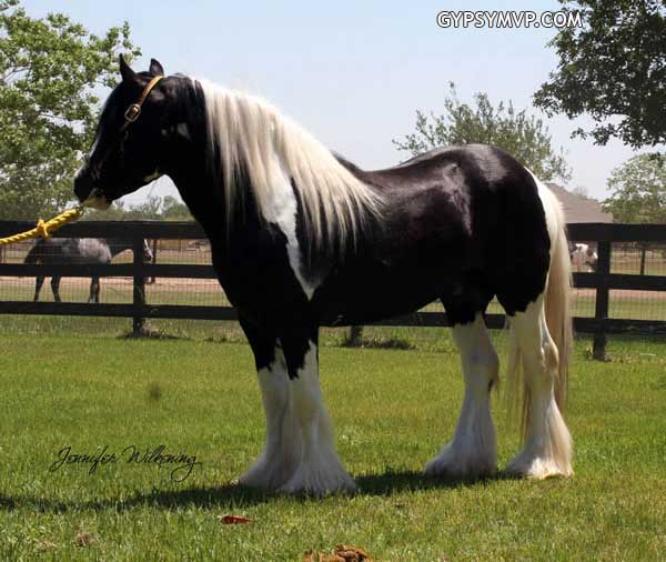 Gypsy Vanner Horses for Sale | Stallion | Piebald | Producer Strikes a Pose