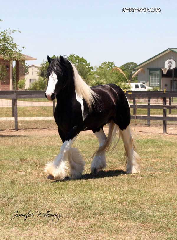 Gypsy Vanner Horses for Sale | Stallion | Piebald | Producer Strikes a Pose