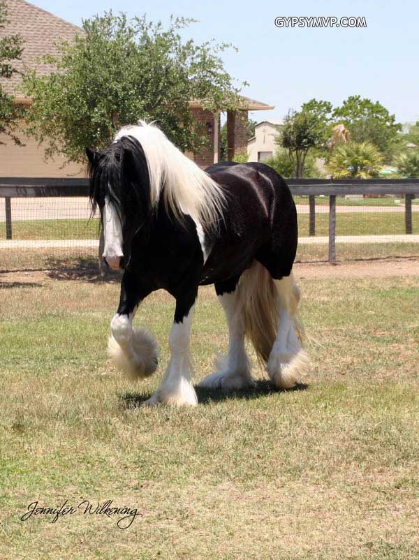 Gypsy Vanner Horses for Sale | Stallion | Piebald | Producer Strikes a Pose
