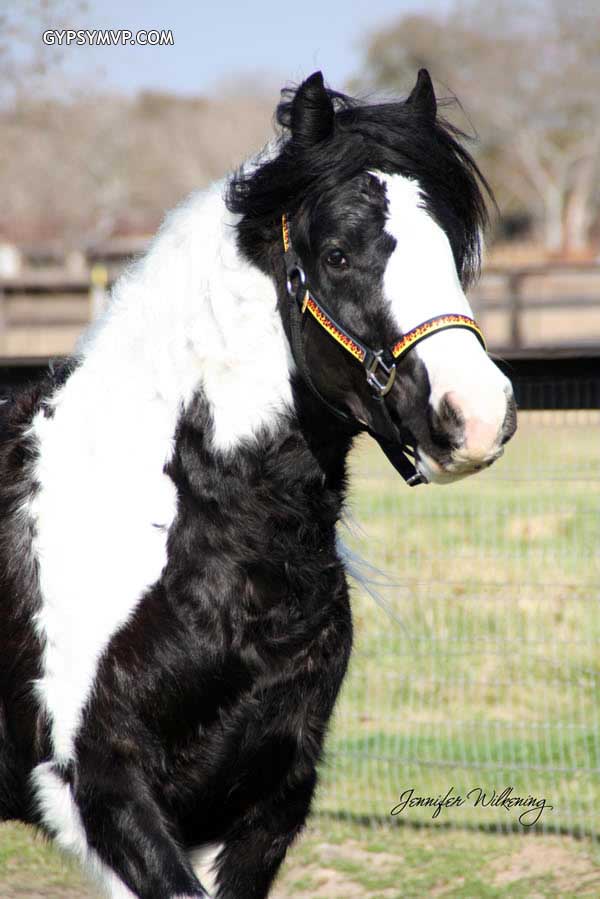Gypsy Vanner Horses for Sale | Colt | Piebald | Poser