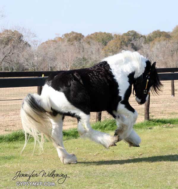 Gypsy Vanner Horses for Sale | Colt | Piebald | Poser