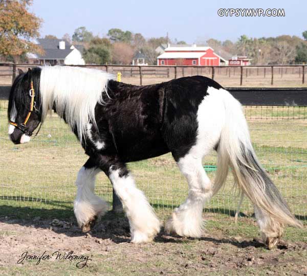 Gypsy Vanner Horses for Sale | Colt | Piebald | Poser