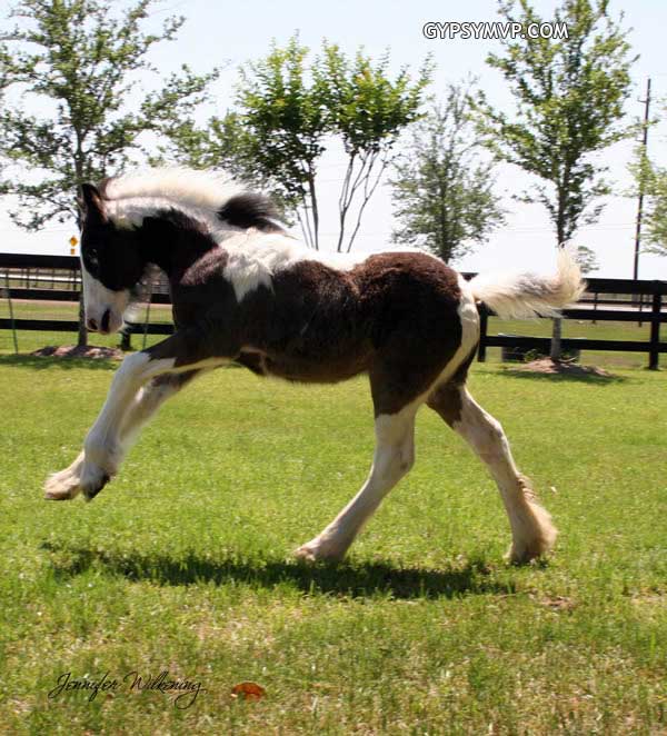 Gypsy Vanner Horses for Sale | Filly | Piebald | MVP'S Precious Princess