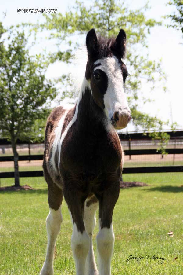 Gypsy Vanner Horses for Sale | Filly | Piebald | MVP'S Precious Princess