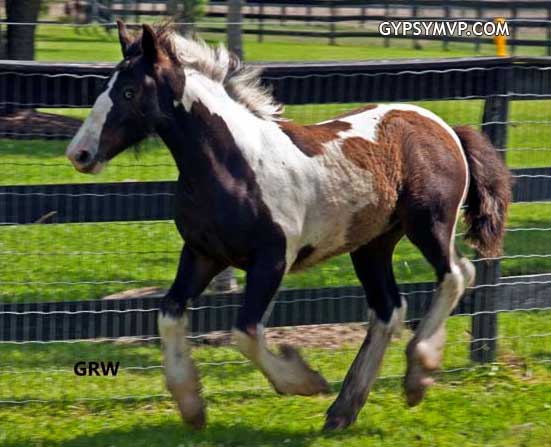 Gypsy Vanner Horses for Sale | Colt | Piebald | President
