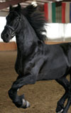Prince | Black Friesian Stallion for Sale