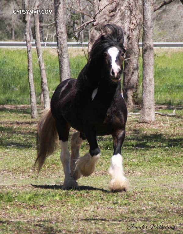Caballos gitanos de Vanner en venta | Sementales | Razior
