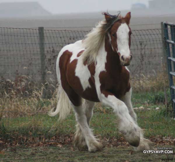 Gypsy Vanner Horse for Sale | Colt | Red & White | Red Baron