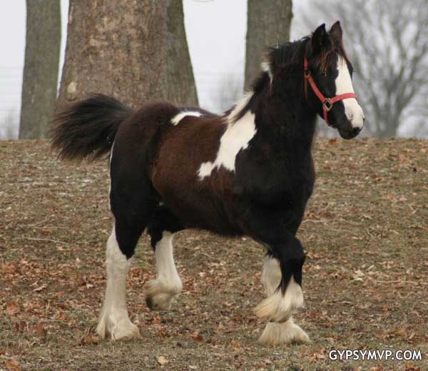 Gypsy Vanner Horses for Sale | Colt | Piebald | Regal Reign