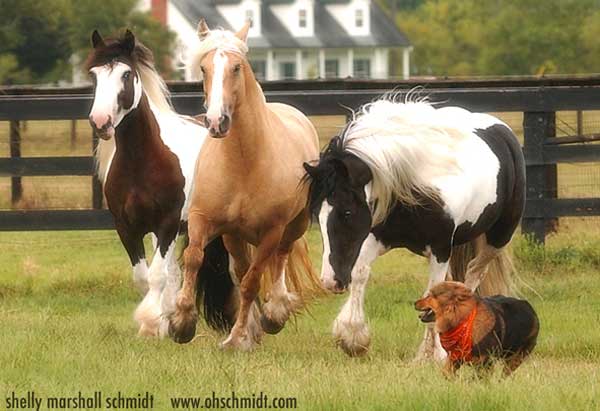 Rianna is the Mare in the middle