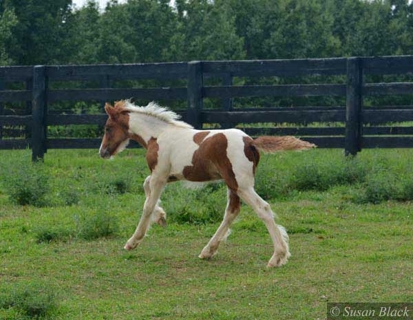 Gypsy Vanner Horses for Sale | Colt | Bay and White| Robinhood