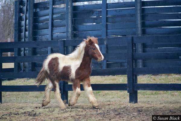 Gypsy Vanner Horses for Sale | Colt | Bay and White| Robinhood