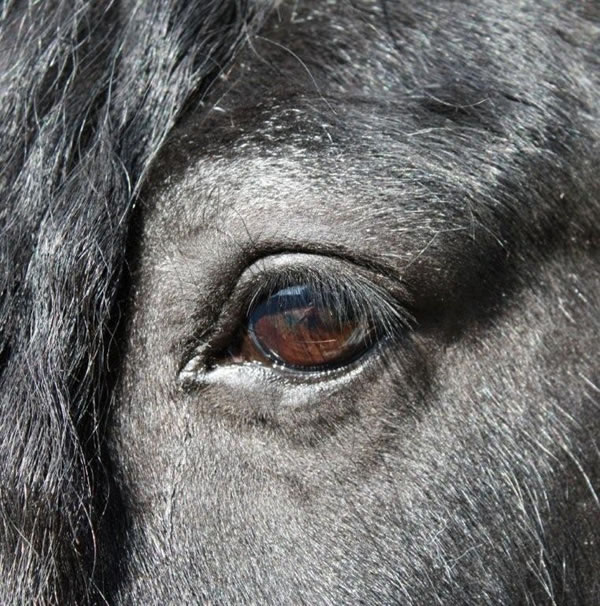 Rom-Rye | Gypsy Vanner Stallion for Sale | Piebald