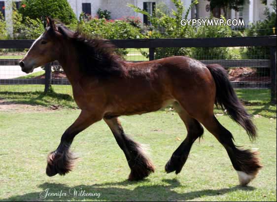 Gypsy Vanner Horses for Sale | Filly | Bay | Ruby