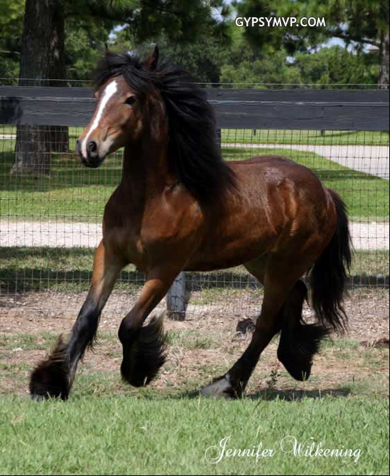 Gypsy Vanner Horses for Sale | Filly | Bay | Ruby