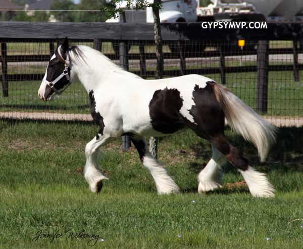 Gypsy Vanner Horses for Sale | Colt | Piebald | MVP's Sam