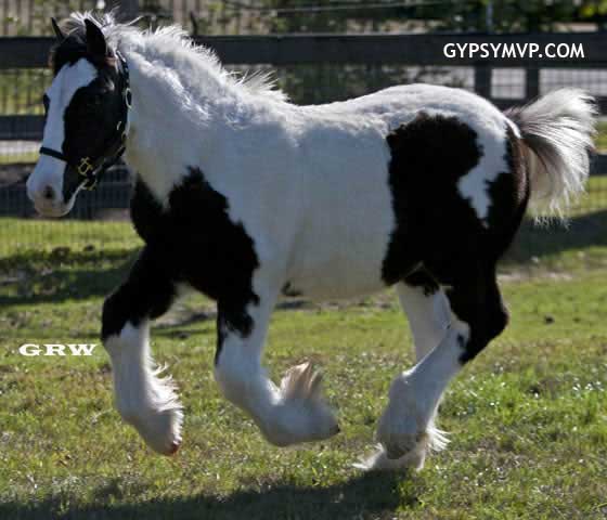 Gypsy Vanner Horses for Sale | Colt | Piebald | Sam
