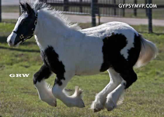 Gypsy Vanner Horses for Sale | Colt | Piebald | Sam
