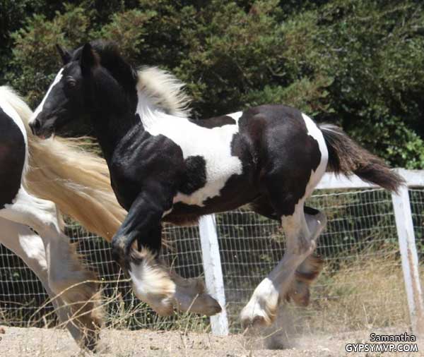 Gypsy Vanner Horse for Sale | Filly | Piebald | Samantha