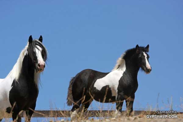 Gypsy Vanner Horse for Sale | Filly | Piebald | Samantha
