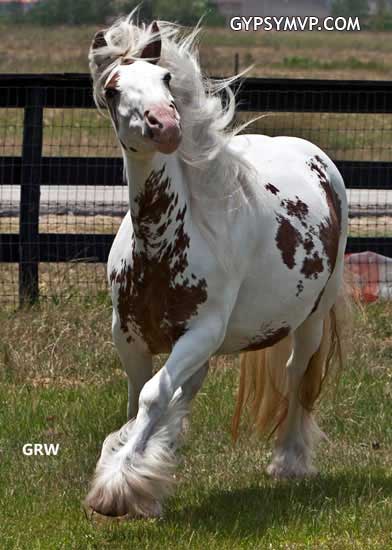 Gypsy Vanner Horses for Sale | Mare | Skewbald | Scarlet