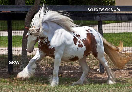 Gypsy Vanner Horses for Sale | Mare | Skewbald | Scarlet
