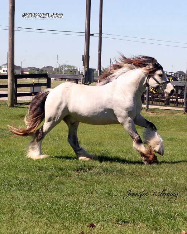Gypsy Vanner Horse for Sale | Colt | Buckskin | MVP's Segway