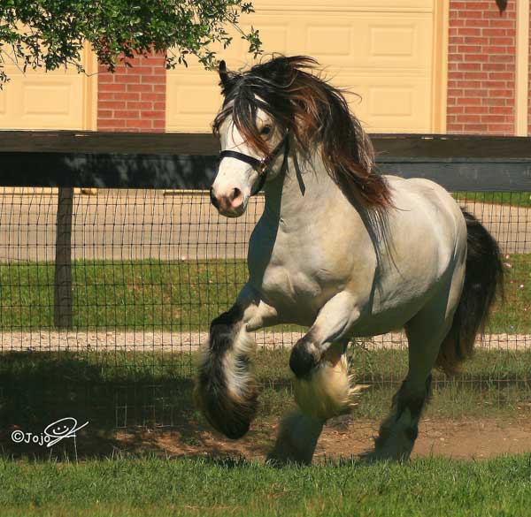 Gypsy Vanner Horse for Sale | Stallion | Buckskin | MVP's Segway